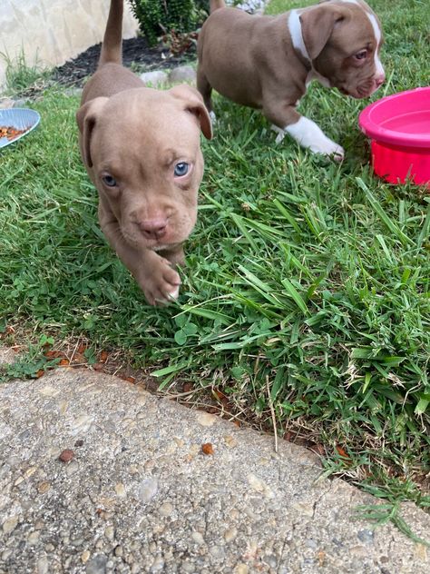 Red nose pitbull puppies Red Nose Pitbull Puppies, Red Nose Pit, Red Nose Pitbull, American Pit Bull Terrier, Pitbull Puppies, American Pit, Pit Bull Terrier, American Pitbull Terrier, Red Nose