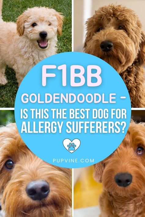 F2b Goldendoodle, Doodle Training, Goldendoodle Training, Micro Goldendoodle, F2b Mini Goldendoodle, Goldendoodle Full Grown, Golden Retriever Cross, F1bb Goldendoodle, Puppy Schedule