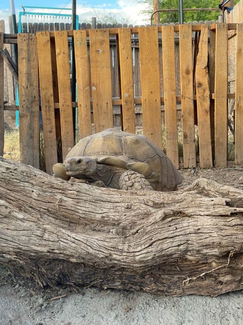 Redfoot Tortoise Enclosure, Greek Tortoise Enclosure, African Sulcata Tortoise, Herman’s Tortoise Enclosure, Black Tortoise Of The North, Horsefield Tortoise, Sulcata Tortoise, Tortoise, Animals Wild