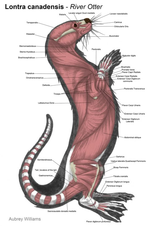 Lontra Canadensis (River Otter) Muscular System Otter Anatomy, Vet Medicine, Animal Skeletons, Vet Assistant, Animal Medicine, River Otter, Animal Anatomy, Animal Study, Animal Science