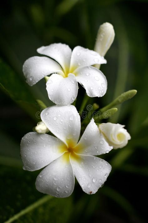 Fiori Frangipani, Nature Iphone Wallpaper, Plumeria Flowers, Photography Pictures, Exotic Flowers, Flower Backgrounds, Pink Peonies, Flower Photos, Amazing Flowers