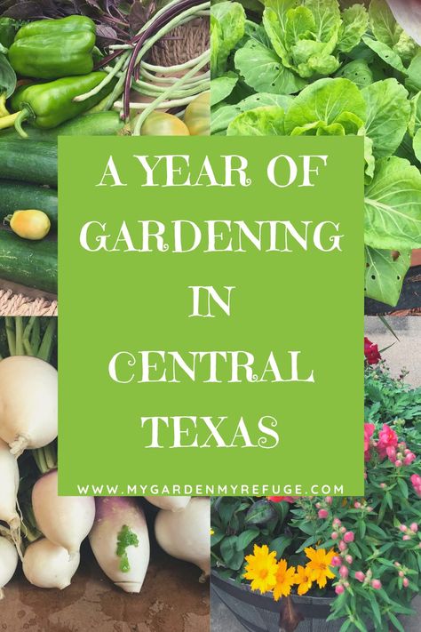 Gardening Central Texas, Winter Garden In Texas, Texas Vegetable Garden Ideas, Fall Garden Texas Zone 8, What To Plant In September In Texas, Gardening In Dallas Texas, Texas Fall Garden Vegetables, Texas Vegetable Garden Layout, Texas Vegetable Planting Guide