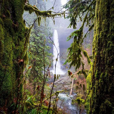 Trail of Ten Falls: Everything You Need to Know About Oregon's Most Unique Hike — Uprooted Traveler Oregon State Parks, Silver Falls State Park, Silver Falls, Past Tens, Twin Falls, Oregon State, Take The Cake, The Trail, Pacific Northwest