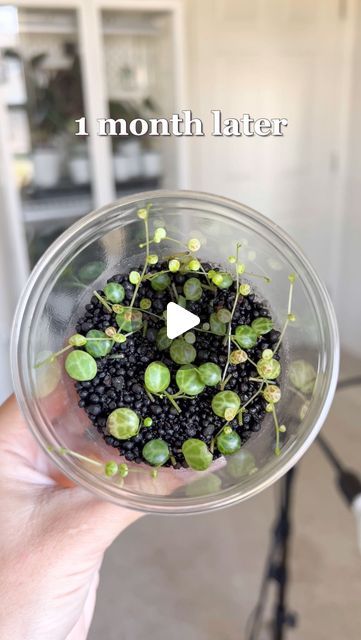 KEIRI’S PLANTS on Instagram: "Propagating String of Turtles! �🐢

How simple and easy is that? Just cut below a node on each side and place it on your preferred substrate. I love using Fluval Stratum for all my props. I grow them in my IKEA cabinet, and I have another cup on top to keep the humidity levels even higher.

#propagation #sot #stringofturtles #butterflymethod #beforeandafter #succulents #hangingplant" Turtle Plant, String Of Turtles, Ikea Cabinet, Flowers Indoor, Patio Flowers, Ikea Cabinets, Indoor Flowers, Hanging Plants, Turtles