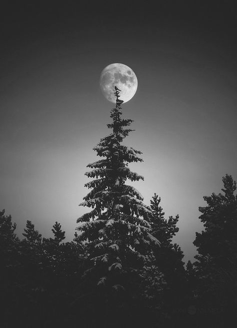 Moon And Trees, Full Moon Photography, 타이포그래피 포스터 디자인, Moon Photos, Moon Pictures, Moon Photography, Good Night Sweet Dreams, Beautiful Moon, Moon Magic