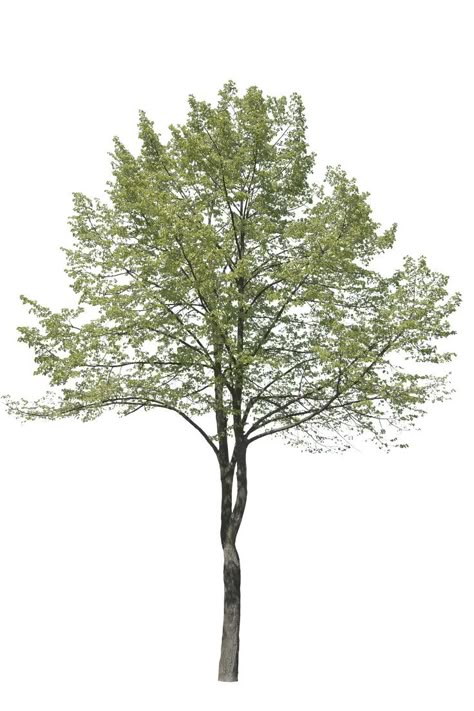 Trees For Rendering, Trees For Collage, Architecture Tree Png, Tree Photoshop Architecture, Tree Png Photoshop, Trees Rendering, Bush Architecture, Trees In Elevation, Tree Elevation