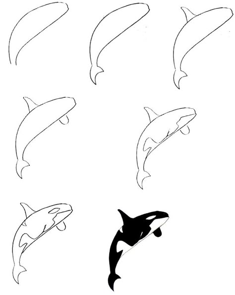 8 Easy Steps To Create A Killer Whale Drawing – How To Draw A Killer Whale Killer Whale Drawing, Under The Sea Drawings, Whale Sketch, Killer Whale Tattoo, Trin For Trin Tegning, Orca Art, Sea Creatures Drawing, Breaker Rock Beach, Whale Drawing