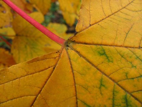 Autumn provides us with a rich variety of multicolored leaves. How To Preserve Leaves, Material Crafts, Leaf Projects, Fall Months, Pressed Leaves, Leaf Painting, Storing Craft Supplies, Magnolia Leaves, Real Leaves