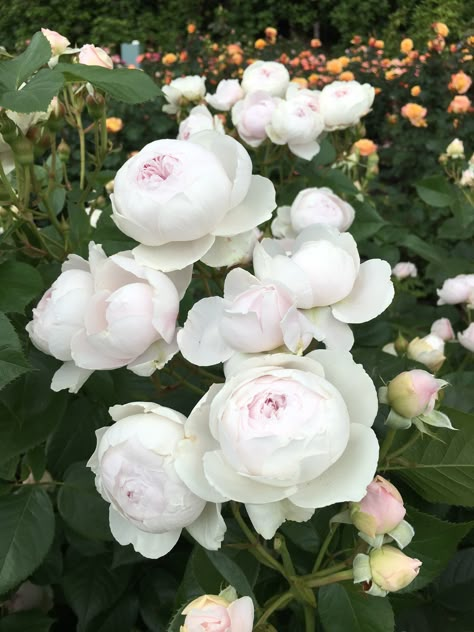 Tranquility can be found...in the PDX Test Garden Rose Garden Design, Peonies Garden, Home Landscaping, White Gardens, Beautiful Rose Flowers, Pretty Plants, Ranunculus, Flower Lover, Rose Garden