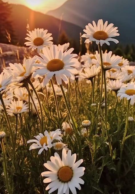 Daisy Pictures Flower, Nature Up Close, Daisy Collage, Daisies Aesthetic, Springtime Aesthetic, Daisy Aesthetic, Type Of Pretty, Daisy Plant, Picture Of Flowers