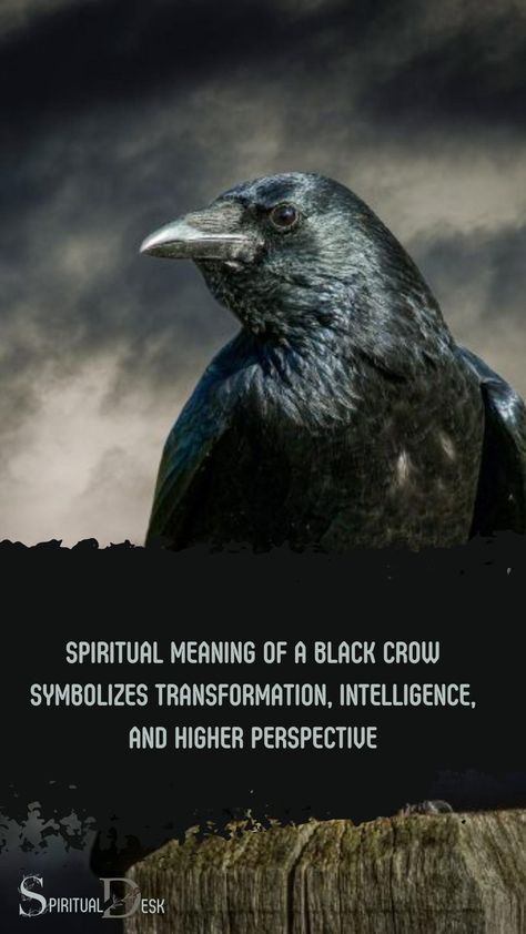 The spiritual meaning of a black crow symbolizes transformation, intelligence, and higher perspective. Often associated with mystery, magic, and spiritual guidance, crows serve as messengers for the spiritual realm and offer insights into the unknown. #offer #insight #guidance #magic #mystery #perspective #intelligence #transformation #meaning Crows Meaning, Crow Meaning, Spirit Animal Meaning, Native American Spirituality, Animal Meanings, Higher Perspective, Black Crows, Spiritual Realm, Celtic Mythology