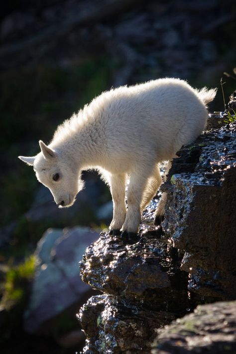 Baby Goat by Steven Davis / 500px Snow Wonderland, Morning Thought, Good Night Love Pictures, Girly Quote, Goat Kidding, Animal Action, Funny Girly, Baby Goat, Cute Goats