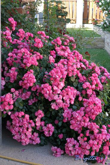 'Angela ' Rose Photo Angela Rose, Front Yard Hedges, Backyard Plan, Beautiful Red Roses, Rose Violette, Most Beautiful Gardens, Rose Photos, Nature Plants, Romantic Flowers