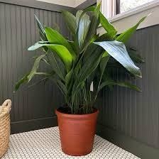 Needs 50-250 foot candles Cast Iron Plant Indoor, Easiest House Plants, Aspidistra Elatior, Cold Hardy Palm Trees, Low Maintenance House Plants, Flowering Pear Tree, Portland House, Low Light House Plants, Easy House Plants