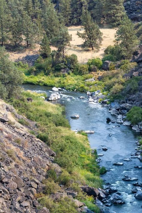 Stream Fish, Oregon Fishing, Trout Lake Washington, Sun River Oregon, Dream Water, Salem Oregon, Fly Fishing Art, Metolius River Oregon, River Fishing