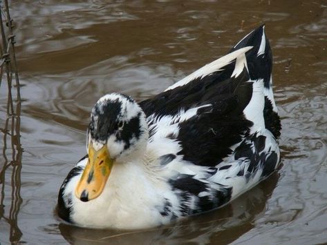 Ancona Ducks, Duck Painting, Duck Breeds, 1970s Cartoons, Duck Farming, Muscovy Duck, Raising Ducks, Duck And Ducklings, Pet Ducks