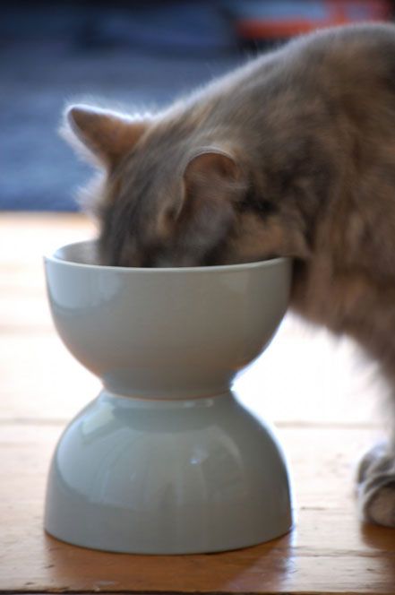 raised cat bowl - DIY - this suggested to used magnets...Just superglue or hot melt glue them together. Also, choose a bowl that is not as deep (cats prefer less contact with their whiskers on the side of the bowl.) Diy Cat Food, Pumpkin Donut, Cat Food Dish, Chat Diy, Pumpkin Recipes Healthy, Savory Pumpkin Recipes, Pumpkin Recipes Easy, Diy Dish, Healthy Baked