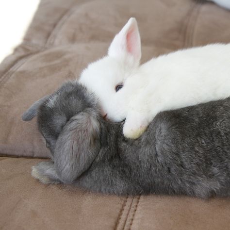 He loves his bunny so much! Crazy Bunny Lady, Pet Rabbits, Two Rabbits, Cute Bunny Pictures, Pet Bunny, Bunny Pictures, Bunny Lovers, Bunny Rabbits