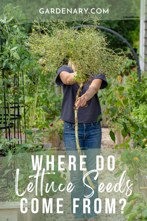 Lettuce plants grow really tall and form little yellow flowers when they're going to seed. Here's how to collect & save those lettuce seeds for next year. Lettuce Seeds, Organic Vegetable Garden, Organic Vegetables, Gardening For Beginners, Vegetable Garden, Yellow Flowers, Lettuce, Seeds, Yellow