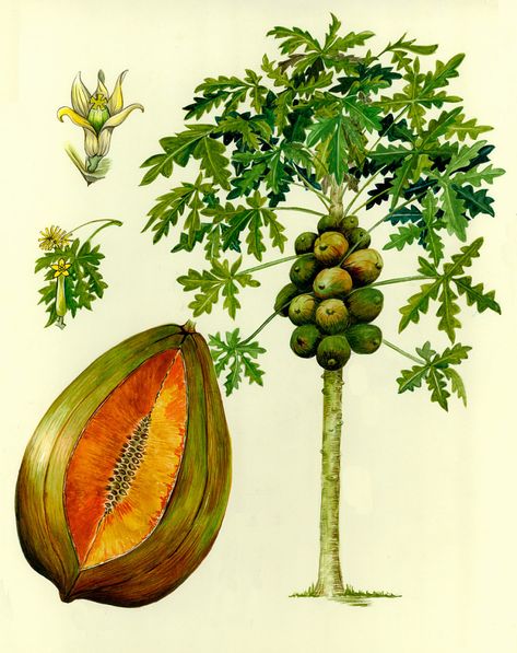 Carica papaya L. | Smithsonian Institution Growing Papaya, Grow Papaya, Papaya Growing, Papaya Plant, Seed Growing, Papaya Art, Seeds Growing, Papaya Tree, Papaya Fruit