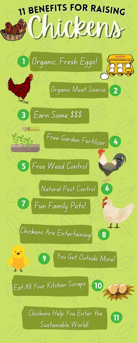 Keeping Ducks And Chickens Together, Benefits Of Having Chickens, Chicken Benefits, Having Chickens, Chickens 101, Benefits Of Chicken, Chicken Flock, Raising Chicken, Chicken Shop