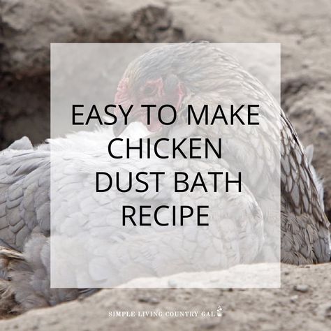 Discover the perfect dust bath recipe for healthy chickens. Learn how to create an area for them to clean off, stay healthier, and relax. Dust Bath Recipe, Diy Chicken Dust Bath, Diy Dust Bath, Chicken Dust Bath Ideas, Chicken Care 101, Chicken Dust Bath, Dust Bath For Chickens, Chicken Bath, Chicken Coop Plans Free