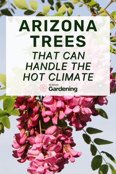 Looking for trees to plant in your Arizona yard or garden space? In this guide we've put together over 20 trees that will do well in that AZ heat! Lets jump in! Desert Gardens Arizona, Az Landscape Ideas, Arizona Yard Landscaping, Desert Plants Landscaping, Backyard Arizona, Desert Lizard, Arizona Plants, Fast Growing Shade Trees, Desert Shade