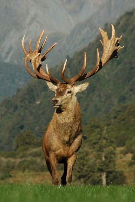 Deer Pictures, Animal Reference, Red Deer, Majestic Animals, A Deer, Amazing Animals, Wild Life, Beautiful Animals, Wild Animals