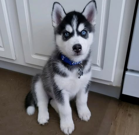 Baby Huskies With Blue Eyes, Husky Puppy Training, Husky Baby, Baby Husky, Miniature Husky, Puppy Husky, Cute Husky Puppies, Baby Huskies, Cutest Animals On Earth