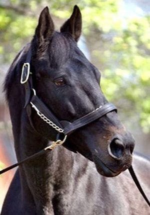 Seattle Slew, Famous Horses, Thoroughbred Racehorse, American Pharoah, Triple Crown Winners, Derby Winners, Thoroughbred Horse Racing, Belmont Stakes, Sport Of Kings