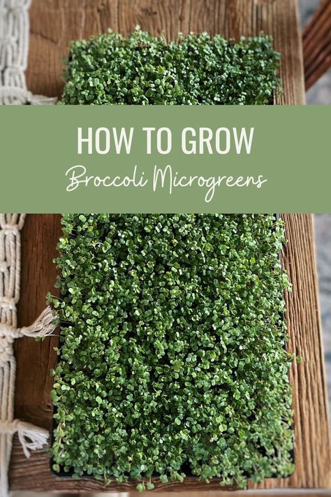 Broccoli Sprouts Growing, Broccoli Microgreens, How To Grow Broccoli, Grow Broccoli, Microgreens Garden, Growing Broccoli, Broccoli Sprouts, Growing Microgreens, Starting A Garden