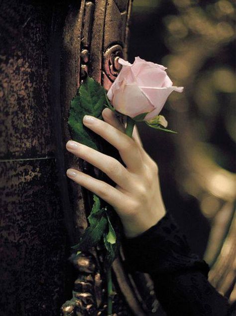 A rose, a portal … a Faerie Tale Rainer Maria Rilke, San Michele, Pretty Princess, Ralph Waldo Emerson, Trik Fotografi, Story Inspiration, A Rose, Writing Inspiration, Once Upon A Time