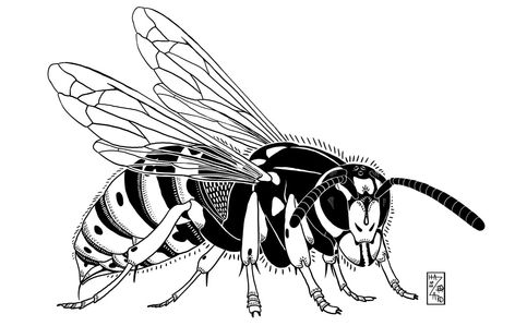 Wasp Tattoo Design #wasp #insect #entomology #stinginginsect #art #digitalart #tattoo #tattoodesign #linework #animalart #insectart Wasp Tattoo, Incredible Tattoos, Wasp, Insect Art, Insects, Animal Art, Tattoo Designs, Digital Art, The Incredibles