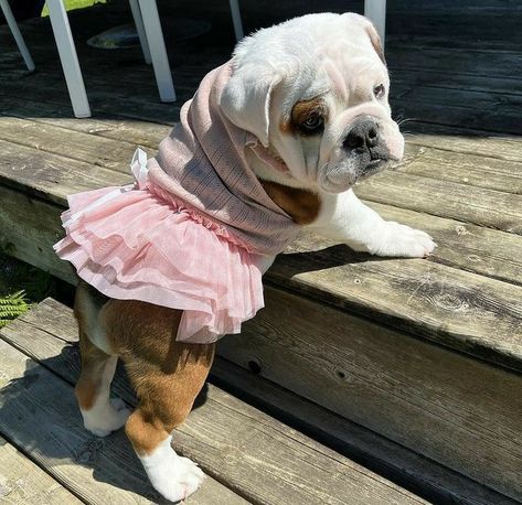 Cute bulldog, sweet bulldog, love bulldog English Bulldog Costume, Toy Bulldog, Cute Bulldog Puppies, Puppy Mom, Bulldog Pics, Cute Bulldogs, English Bulldog Puppies, Pink Stuff, Pitbull Puppy