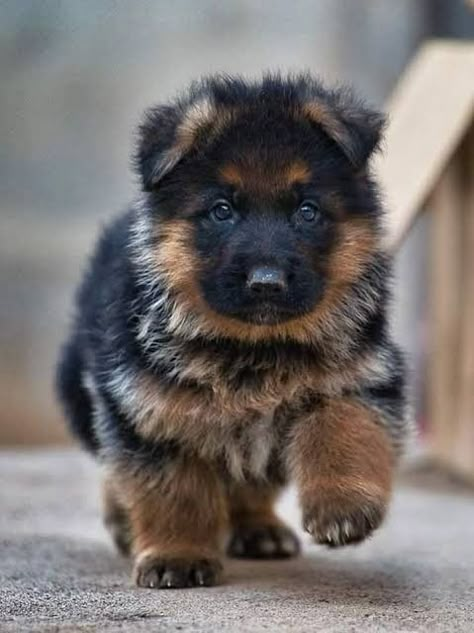 Baby German Shepherds, German Sheperd Dogs, Cute German Shepherd Puppies, Very Cute Puppies, Really Cute Puppies, Cute Dog Photos, Cute Animals Puppies, Very Cute Dogs, Gsd Puppies