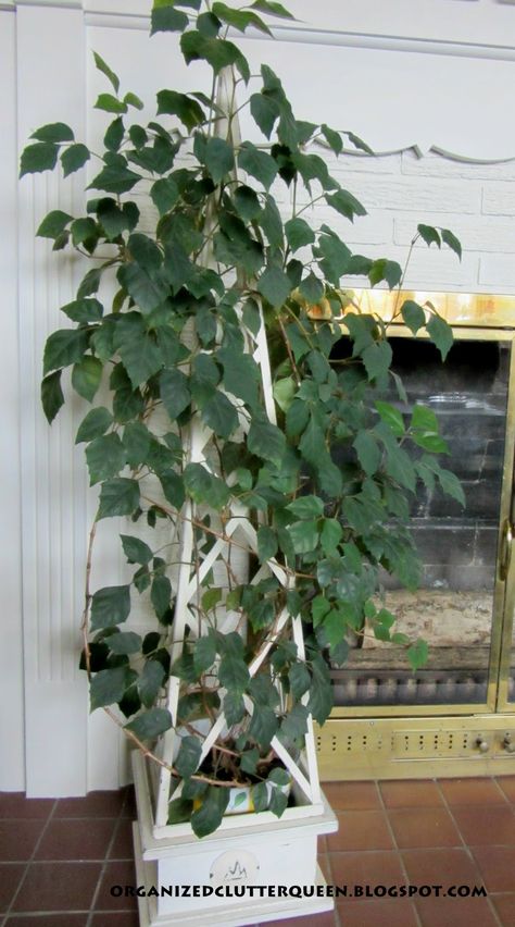 Ivy Topiary, The Nester, Grape Ivy, Gorgeous Plants, Organized Clutter, Making Plant Pots, Indoor Greenery, Inside Plants, Clutter Organization