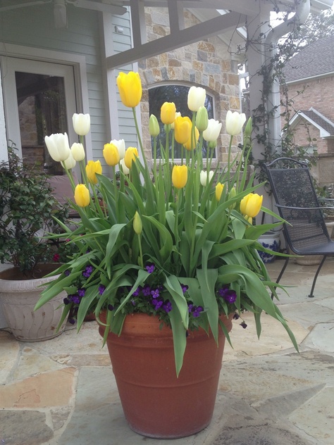 Spring tulips: start with a large pot 28 in wide deep pot. Pre chill (see instructions when you purchase your bulbs) your tulips if you live in zone 8-10. Prepare your pot by filling half way with potting soil. Place 20-25 bulbs in the first layer mixing colors. Add 3-4 inches of potting soil to create a second layer with another 20-25 bulbs. Top it with another 3-4 inches of potting soil. Finally top off the pot with bedding plants of a contrasting color. I used violas. Enjoy!!! Tulips Potted, Tulip Container Garden Pots, Planting Tulip Bulbs In Pots, When To Plant Tulips In Pots, Planting Tulips And Daffodils Together, Fall Landscaping, Texas Gardening, Garden Pottery, Spring Tulips