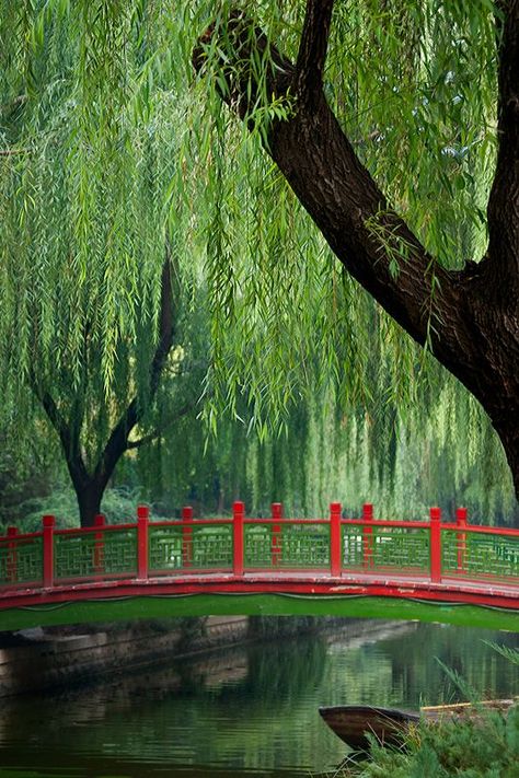 Had a beautiful Weeping Willow tree in my yard growing up.: Willow Tree Photography, Weeping Willow Tree, Weeping Willow, 수채화 그림, Tree Photography, Tree Hugger, Willow Tree, Tree Leaves, Garden Trees