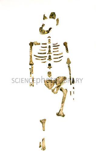 Fossil hominid skeleton known as Lucy Australopithecus Afarensis, Human Fossils, Human Body Science, Bones Show, Library Images, Science Photos, 500 Piece Jigsaw Puzzles, 500 Piece Puzzles, Math Concepts