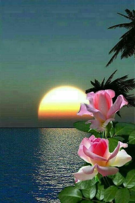 Evening Pictures, Sunset Flowers, Rose Belle, Sunset Rose, Image Nature, Beautiful Moon, Cross Paintings, Beautiful Sunrise, Nature Wallpaper