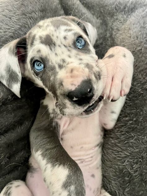 Dane Puppies, Great Dane Puppy, Great Dane, Cute Animals, Puppies, Dogs, Animals