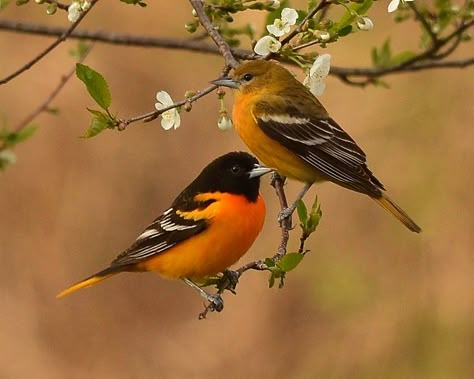 Baltimore Oriole Pair | Mr. & Mrs. Baltimore Oriole enjoying… | Flickr Orioles Tattoo, Baltimore Orioles Birds, Oriole Bird, Baltimore Oriole, Bird Perch, Backyard Birds, All Birds, Tropical Birds, Bird Pictures