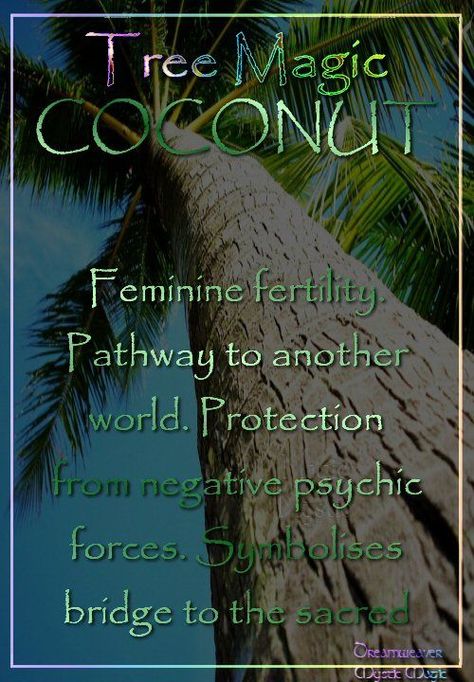 Coconut Coconut Magical Properties, Tree Spells, Life Path Number 2, Tree Meanings, Chances Of Pregnancy, Magickal Herbs, Magical Tree, Tree Magic, Magic Herbs