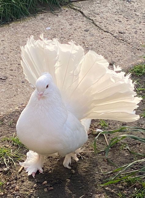 Fantail Pigeon, Cute Pigeon, Prince Arthur, Photo Pose For Man, Photo Pose, Poses For Men, Celebrity Couples, Pigeon, Beautiful Birds