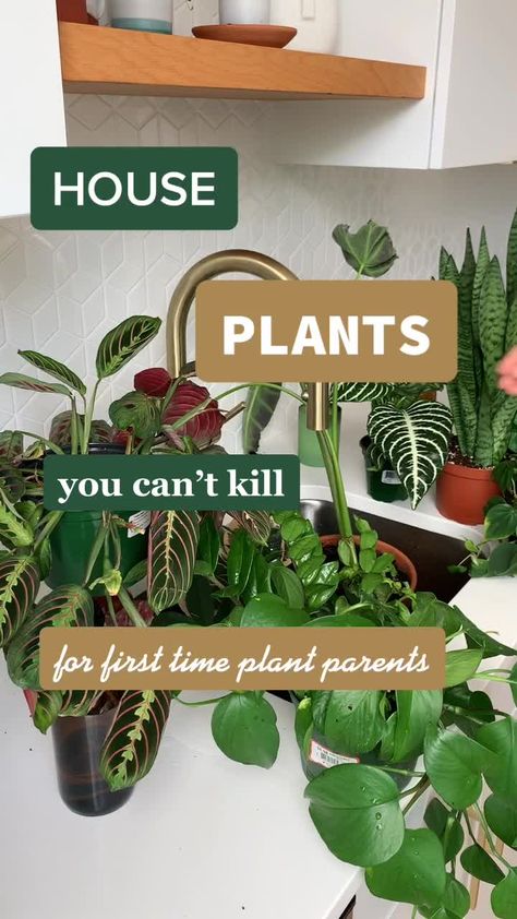 Best Indoor Plants For Beginners, Plant Sketch, Wallpaper Plant, Low Maintenance Indoor Plants, Koti Diy, Aesthetic Plant, Aesthetic Plants, Plants Aesthetic, Plant Care Tips