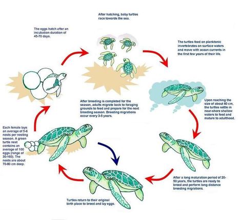 Turtle Life Cycle, Car Subwoofer, Sea Turtles, Life Cycle, Anime Best Friends, Life Cycles, Sea Turtle, Turtles, Tree House