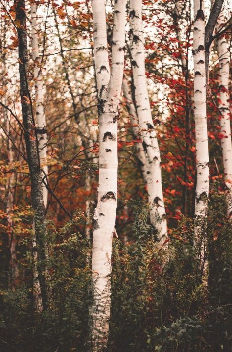 Acoustic Guitar Photography, Deer Painting, Autumn Tea, Guitar Photography, Autumn Magic, Aspen Trees, Winter Love, Mountain Retreat, Autumn Aesthetic