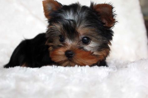 Micro Teacup Yorkie Puppy for sale! - iHeartTeacups Micro Teacup Yorkie, Teacup Yorkies For Sale, Blue Nose Pitbull Puppies, Yorkie Poo Puppies, Yorkie Puppies For Adoption, Teacup Yorkie For Sale, Teacup Poodle Puppies, Micro Teacup Puppies, Teacup Yorkies