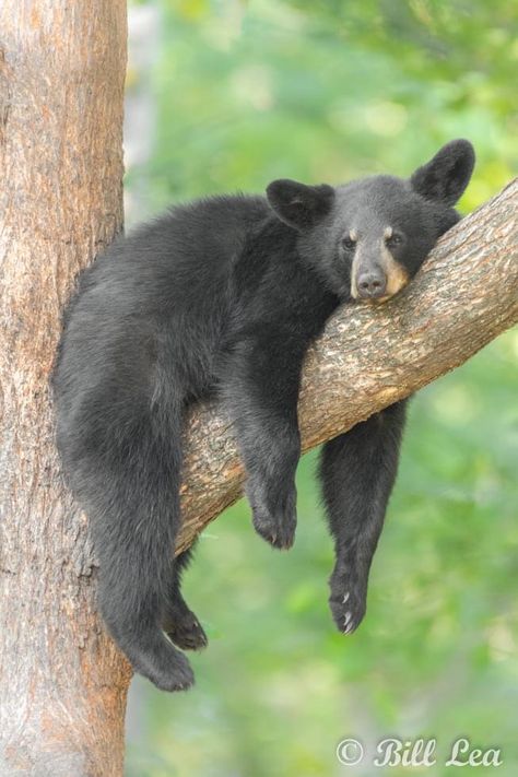 Animal Photography Wildlife, American Black Bear, North American Animals, Wild Animals Pictures, Bear Photos, Bear Carving, Bear Pictures, Bear Art, Animal Sketches