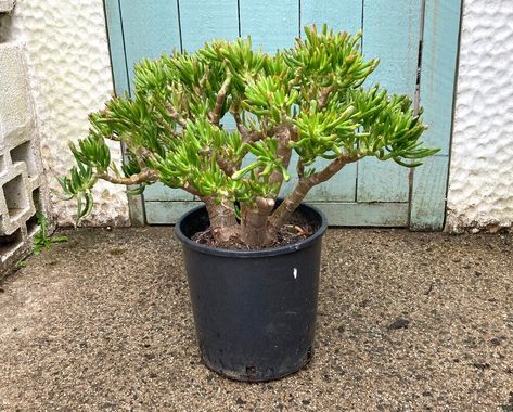 Large Rooted Crassula Ovata Gollum Plant, Money Tree Jade plant, Pick Up Only | eBay Money Tree Plant, Jade Plant, Crassula Ovata, Money Tree, Jade Plants, Money Trees, Small Places, Jade, Pick Up